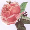 Linda Lofton