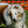 DeafSheltieMom