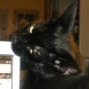 cat craig