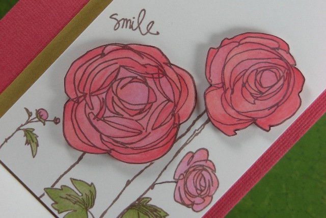 Smile Ranunculus - Detail