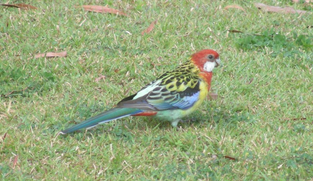 Rosella (2)