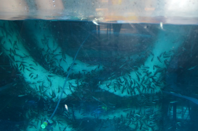 Yes, that's a 'Fish Spa'....