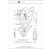 Mondo Amaryllis