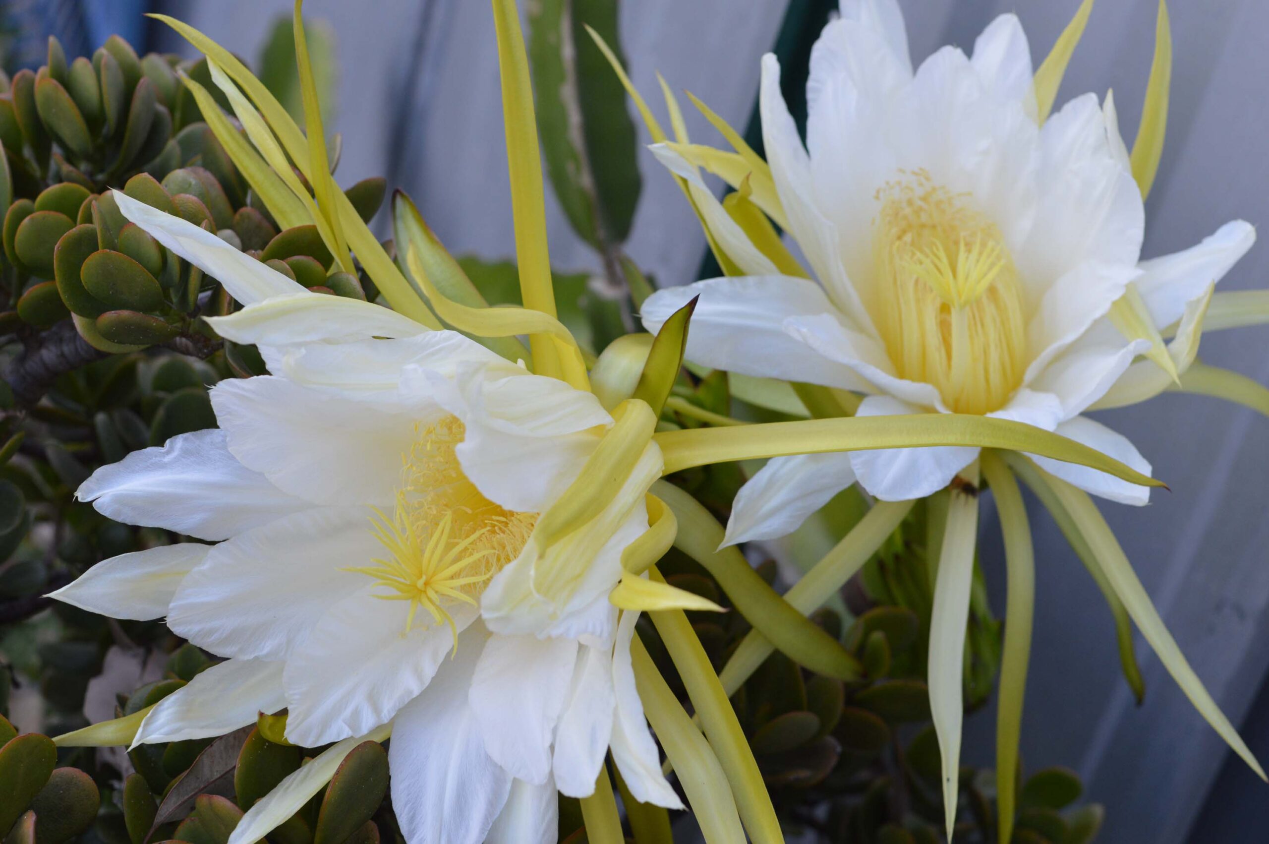 How to Use a BEAUTIFUL Flower to INSPIRE a Beautiful Card + Video!